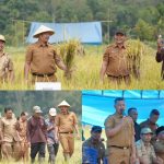 Bupati Monadi Panen Raya di Talang Kemulun, Produktivitas Petani Meningkat Dua Kali Lipat