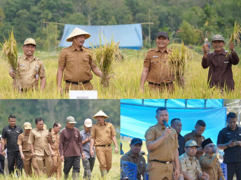 Bupati Monadi Panen Raya di Talang Kemulun, Produktivitas Petani Meningkat Dua Kali Lipat