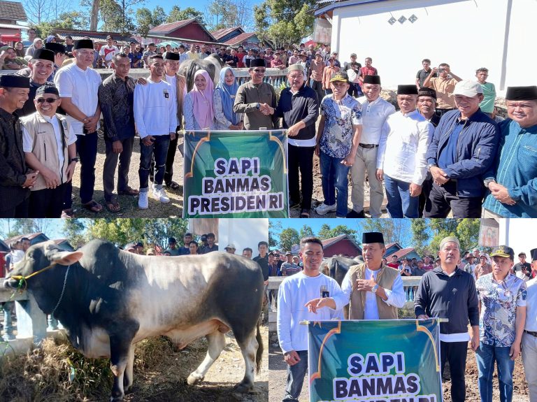 Bupati Monadi dan Wabup Murison Serahkan Sapi Bantuan Presiden RI untuk Masyarakat Gunung Raya